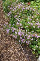 Geranium nodosum 'Whiteleaf'