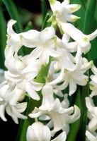 Hyacinthus 'L ' Innocence'