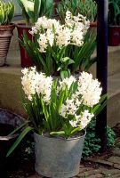 Hyacinthus 'L ' Innocence' en pot