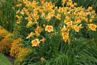 Parterre d'été avec Hemerocallis 'Bonanza' et Tagetes 'Tangerine Gem' fleurissant en juillet - The Savill Garden, Windsor Great Park