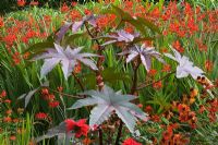 Parterre d'été avec Ricinus communis, Crocosmia 'Lucifer', Helenium 'Moerheim Beauty' fleurissant en juillet. Le jardin Savill, Windsor Great Park