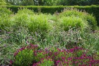 Parterre d'été avec Tradescantia 'Concord Grape' et Osteospermum 'Sunny Mary' fleurissant parmi Miscanthus sinensis 'Ferner Osten' en juillet