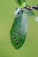 Feuille de Pyracantha avec des taches fongiques sur les feuilles
