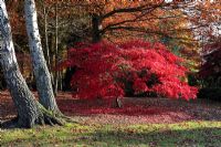 Acer palmatum 'Inazuma' montrant des couleurs écarlates brillantes d'automne - The Royal Landscape Gardens Windsor