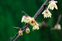 Chimonanthus praecox 'Grandiflorus' - Wintersweet en janvier