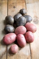 Pommes de terre 'Purple Majesty' et pommes de terre patrimoniales 'Red Duke of York'