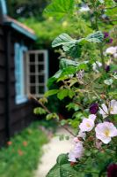 Rosa 'Heavenly Rosalind '. Maison inspirée du pavillon de chasse hollandais du palais Het Loo - Le jardin du sculpteur Mieke Holt à Wieringen, Hollande