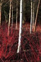 Hiver à RHS Harlow Carr - Tiges colorées de Red Cornus alba 'Aurea' et Troncs d'arbres à écorce blanche de Betula albosinensis 'Fascination'