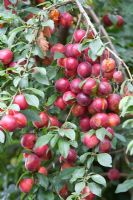 Prunus cerasifera - Prunes cerises
