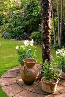 Pots autour de la base de Trachycarpus fortunei - Chusan Palms, dans le jardin englouti, planté d'agaves et de Lilium blanc parfumé - Lys. Jardins subtropicaux d'Abbotsbury, Dorset, UK