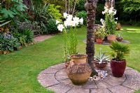 Pots groupés autour de la base des palmiers Chusan, Trachycarpus fortunei, dans le jardin englouti, plantés d'agaves et de lys blancs parfumés - Abbotsbury Subtropical Gardens, Abbotsbury, nr Weymouth, Dorset