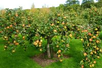 Malus 'Bramley's Seedling', - RHS Garden Rosemoor, Great Torrington, Devon, Royaume-Uni