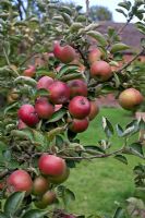 Malus - Pomme 'Court Pendu Plat' - la plus ancienne variété de pomme connue en Grande-Bretagne depuis l'époque romaine