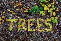Le mot arbres énoncés dans les feuilles d'automne sur un plancher de bois anglais