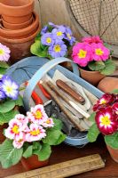Polyanthus de printemps sur la table de rempotage avec des pots en terre cuite et des articles de jardinage