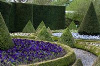 Cônes topiaires et parterre avec plantes annuelles de violes et Bellis perennis afficher à Levens Hall Garden, mai
