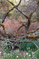 Hamamélis à branches noueuses et torsadées, avec tapis d'Anemone blanda, Fritillaria meleagris et Diervilla sessilifolia - Bush Honeysuckle. Sharcott Manor, Wiltshire