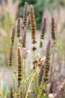 Flowerheads of Agastache 'Black Adder' en automne en partie enroulé pour semer