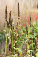 Flowerheads of Agastache 'Black Adder' en automne en partie enroulé pour semer