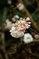 Viburnum x bodnantense 'Deben'