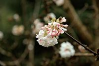 Viburnum x bodnantense 'Deben'