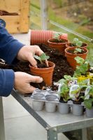 Rempotage de plantes plug dans des pots en plastique individuels