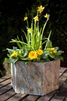 Pot en ardoise hexagonale sur banc de jardin planté de Primula et Narcisse 'Tete a tete'
