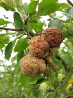 Monilinia frutigena - Pourriture brune attaquant les pommes 'Peasgood Nonsuch'