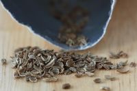 Graines de carotte retirées du sachet en aluminium Daucus carota 'Honeysnack'