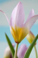 Tulipa saxatilis - Tulipe Candia, avril
