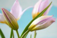 Tulipa saxatilis - Bourgeons de tulipe Candia, avril