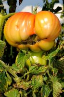 Tomate avec pourriture apicale en raison d'une carence en calcium causée par un arrosage irrégulier