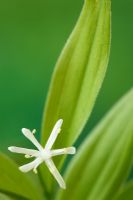 Maianthemum stellatum syn. Smilacina stellata - Muguet étoilé