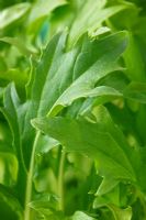 Brassica rapa subsp. nipposinica var. laciniata - Mizuna. Cultivé pour les jeunes feuilles de salade