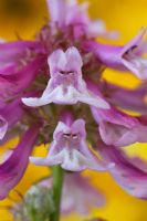 Penstemon procerus 'Roy Davidson' - Penstemon à petites fleurs