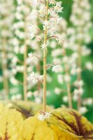 x Heucherella 'Stoplight' - cloches mousseuses, mai