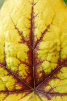 x Heucherella 'Stoplight' - cloches mousseuses, mai