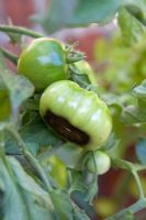 Pourriture apicale sur tomates 'Black Russian'