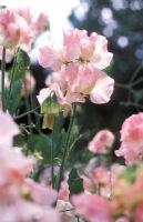 Lathyrus 'Bobby's Girl' - Petits pois