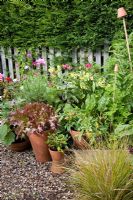 Jardin potager avec fleurs et légumes, Cosmos, Nicotiana, Rhubarbe, pots d'Aubergine 'Ophelia', Laitue 'Red Salad Bowl', Poivrons doux, Rhubarbe et Chili Pepper 'Thai Hot'