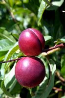 Prunus persica var nucipersica - Nectarines sur arbre