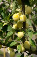 Prunus x domestica ssp syriaca 'Mirabelle de Nancy' - Prunes sur arbre