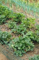 Plants de fraises protégés par des filets en nylon avec poireau comme compagnon de plantation pour prévenir les ravageurs