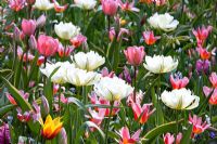 Tulipa 'Empereur Exotique', Tulipa 'Design Impression' et Tulipa 'Heart's Delight'