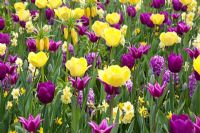 Parterre de printemps de Tulipa 'Purple Prince', Hyacinthus 'Amethyst', Narcissus 'Tete-a-Tete', Narcissus 'Yellow Cheerfulness', Tulipa 'Fringed Elegance' et Tulipa 'Maytime'