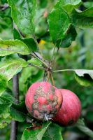 Venturia inaequalis - Pommes avec gale