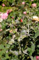 Sphaerotheca pannosa - Mildiou en poudre sur les feuilles de Rosa
