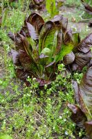 Cichorium intybus - Chicorée poussant sans utilisation de pesticides avant d'éliminer les mauvaises herbes, Stellaria et Veronica
