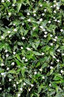 Gibasis pellucida, syn. Tradescantia multiflora - Voile de mariée tahitienne