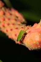 Palomena prasina - Green Shieldbug, sur les fruits de magnolia à RHS Garden Wisley, Woking, Surrey, UK